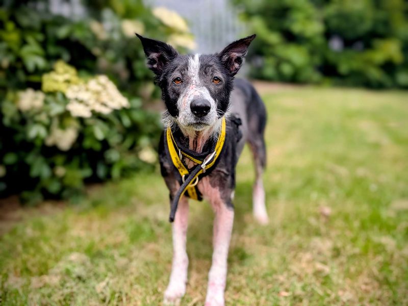 Border Collie for adoption in Cardiff, Glamorgan – 7 years old - Image 6 of 9