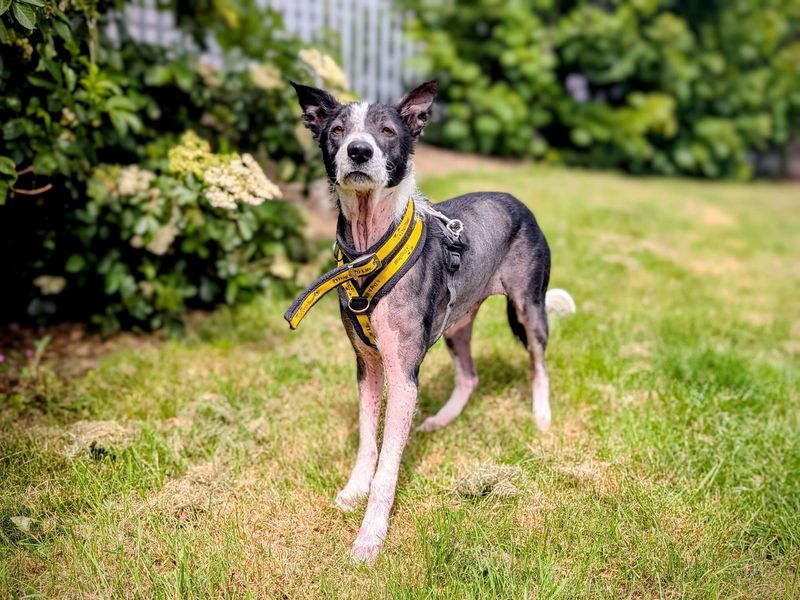 Border Collie for adoption in Cardiff, Glamorgan – 7 years old - Image 8 of 9