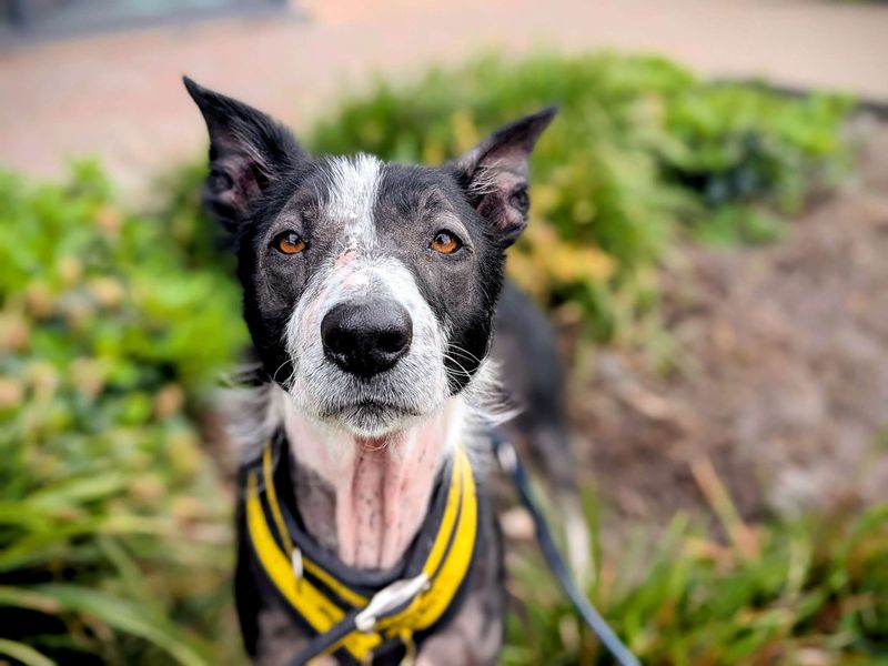 Border Collie for adoption in Cardiff, Glamorgan – 7 years old - Image 2 of 9