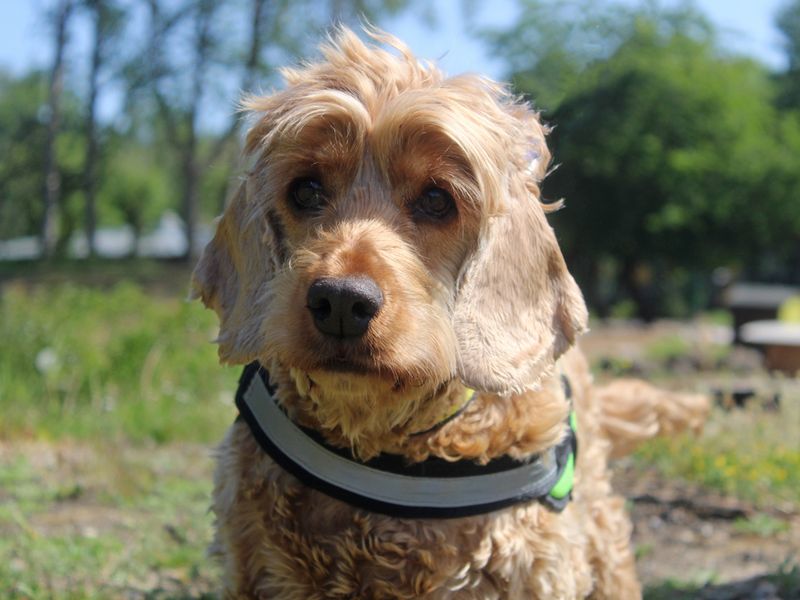 Willow for sale in Liverpool, Merseyside
