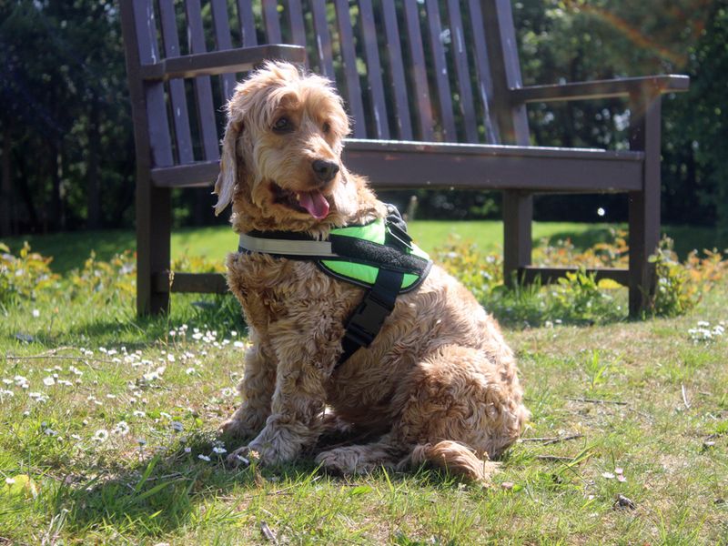 Cocker Spaniel for adoption in Liverpool, Merseyside – 8 years old - Image 2 of 3