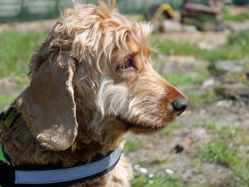 Cocker Spaniel for adoption in Liverpool, Merseyside – 8 years old - Image 3 of 3