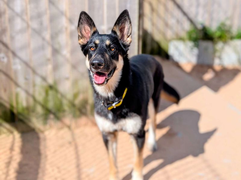 German Shepherd for adoption in Cardiff, Glamorgan – 1 year old - Image 4 of 7