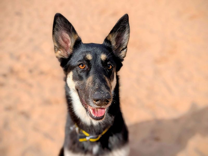 German Shepherd for adoption in Cardiff, Glamorgan – 1 year old - Image 6 of 7
