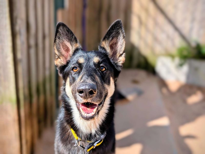 German Shepherd for adoption in Cardiff, Glamorgan – 1 year old - Image 2 of 7