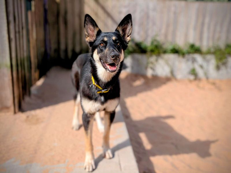 German Shepherd for adoption in Cardiff, Glamorgan – 1 year old - Image 5 of 7