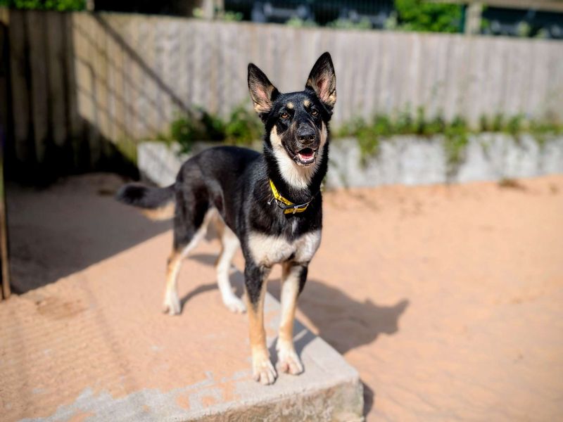 Indie | German Shepherd Dog Cross | Cardiff - 1