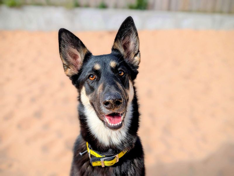 German Shepherd for adoption in Cardiff, Glamorgan – 1 year old - Image 3 of 7
