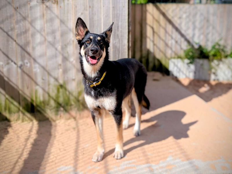 German Shepherd for adoption in Cardiff, Glamorgan – 1 year old - Image 7 of 7