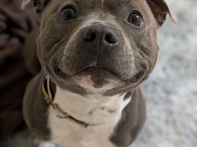 Jax for sale in Mid Glamorgan, Wales