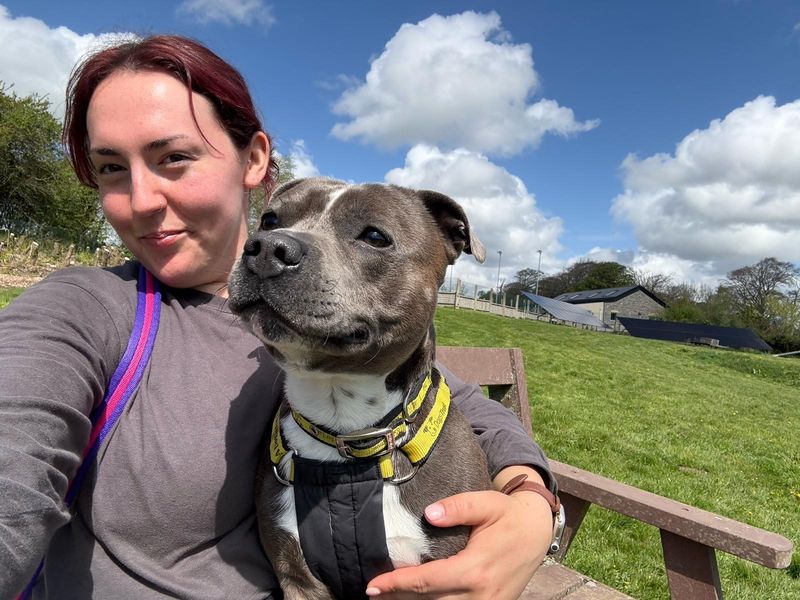 Staffordshire Bull Terrier for adoption in Wales, Somerset – 2 years old - Image 2 of 3