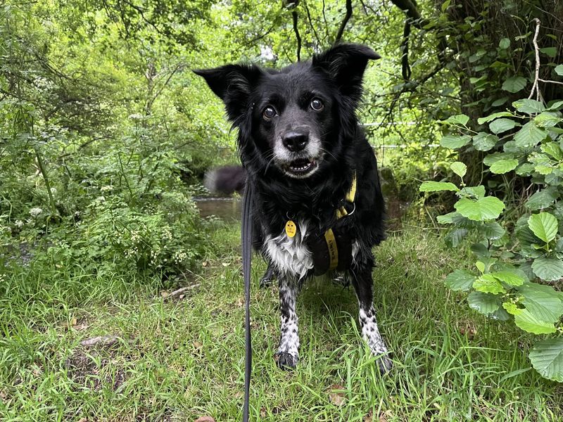 Female (Bitch) Border Collie Dogs And Puppies For Adoption, Rehoming And Rescue