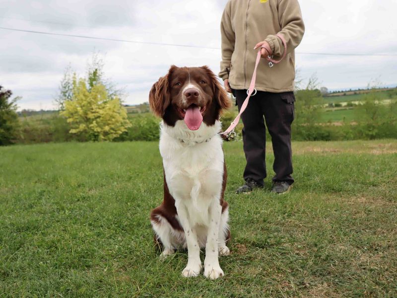 Bailee for sale in Sadberge, Co Durham