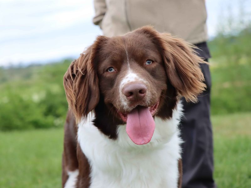 Bailee for sale in Sadberge, Co Durham - Image 2