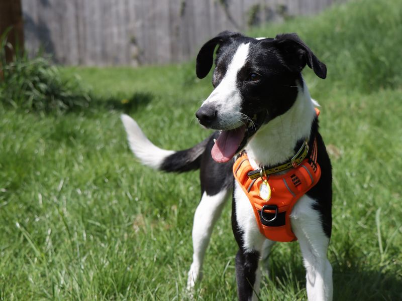 Border Collie for adoption in Evesham, Worcestershire – 3 years old