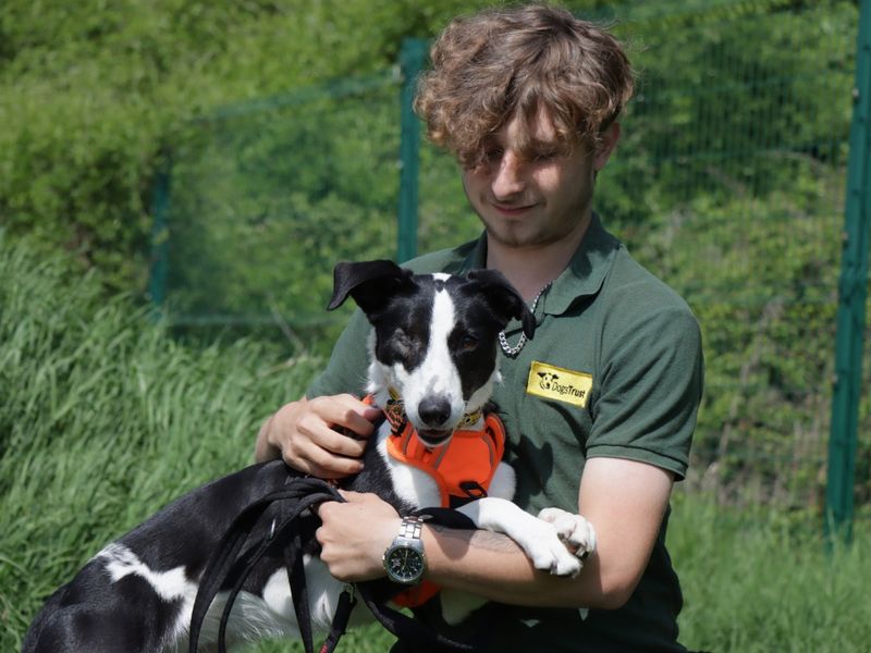 Border Collie for adoption in Evesham, Worcestershire – 3 years old - Image 3 of 4