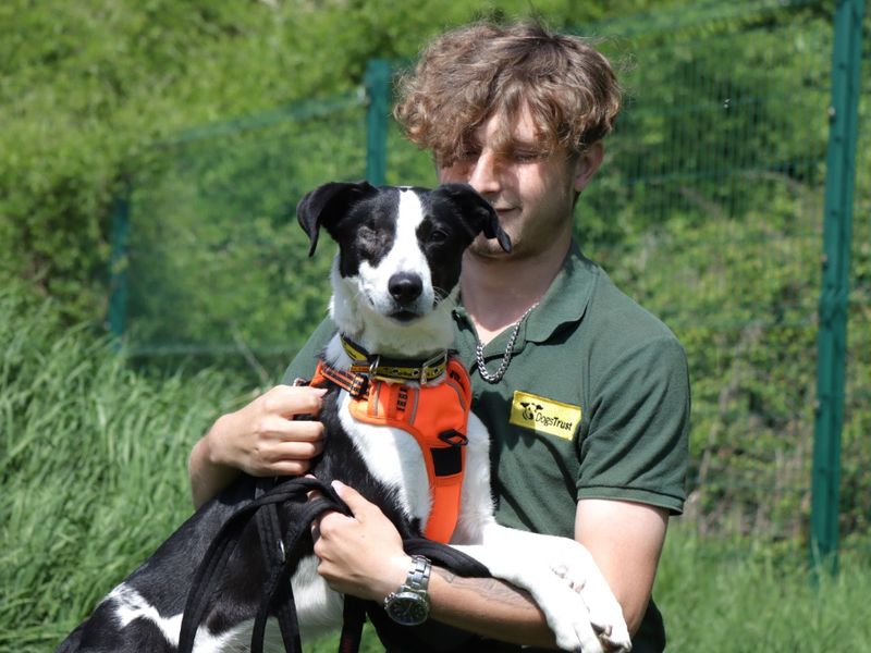 Border Collie for adoption in Evesham, Worcestershire – 3 years old - Image 4 of 4