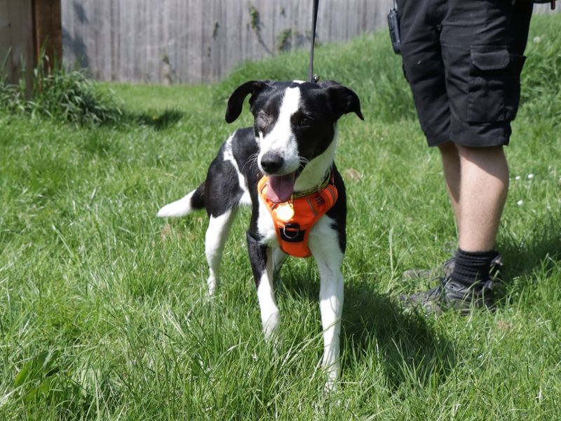 Border Collie for adoption in Evesham, Worcestershire – 3 years old - Image 2 of 4