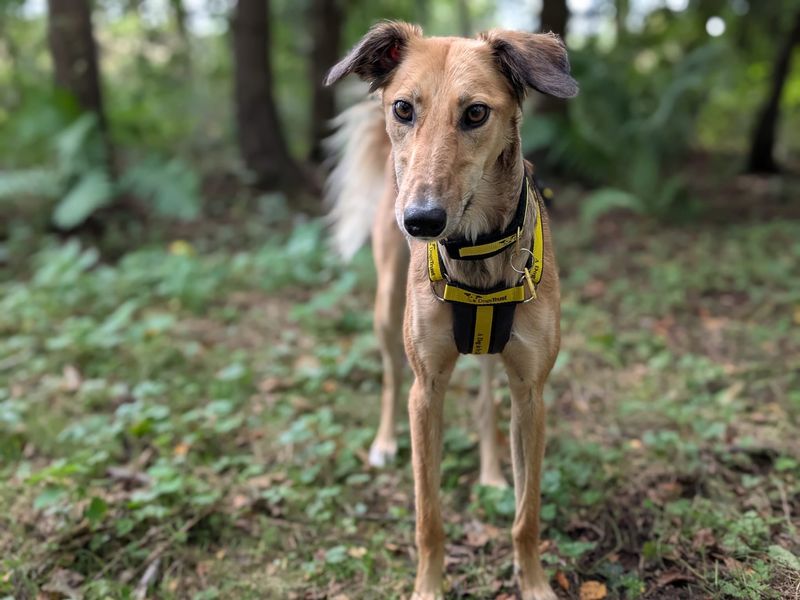 Latte Longlegs, a 4 years old female Crossbreed available for adoption from Dogs Trust in West Calder, Scotland