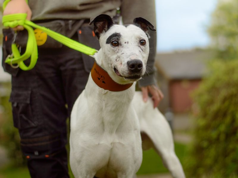 Doc | Lurcher | Kenilworth (West Midlands) - 1