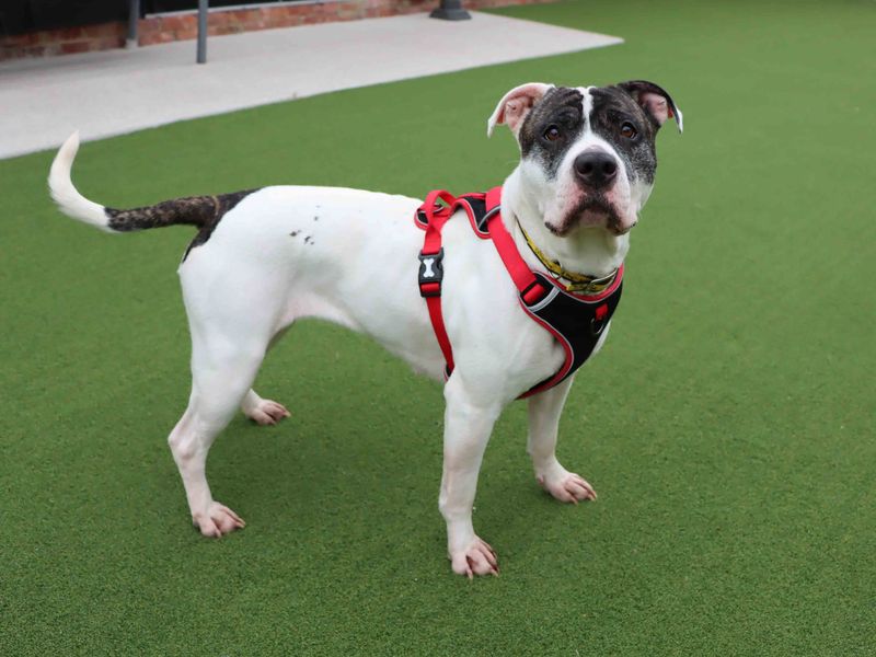Tilly for sale in Sadberge, Co Durham | Image 3