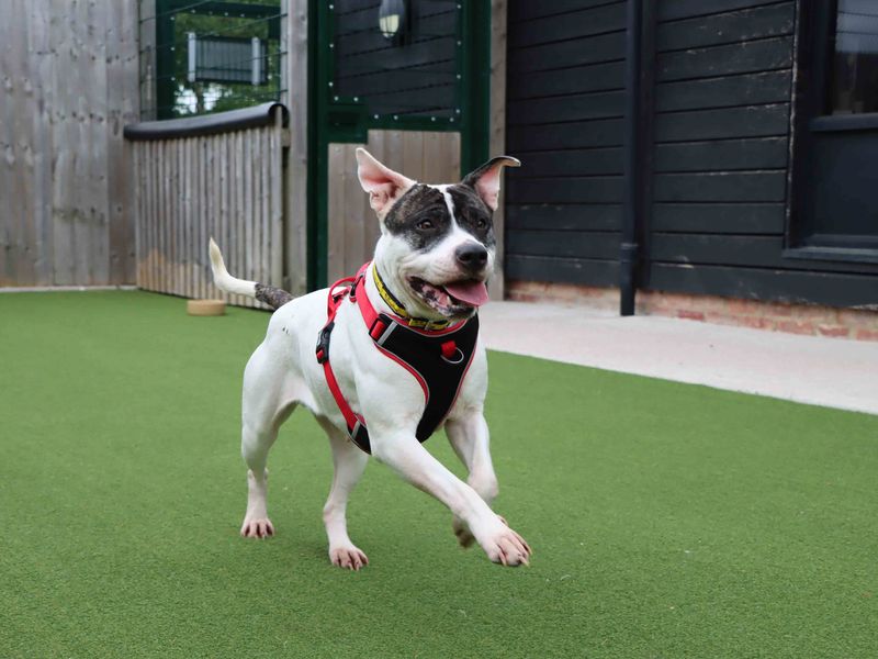 Tilly for sale in Sadberge, Co Durham | Image 4