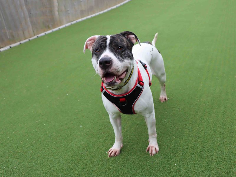 Tilly for sale in Sadberge, Co Durham