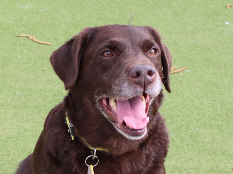 Lola | Retriever (Labrador) | Evesham (Worcestershire) - 1