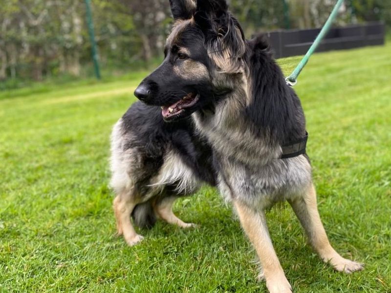 German Shepherd for adoption in , – 2 years old - Image 2 of 2