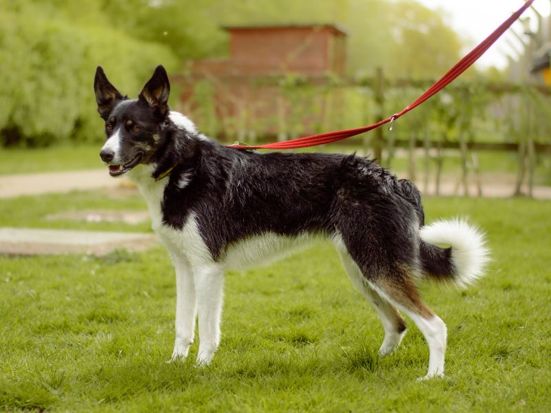 Lottie for sale in Kenilworth, Warks | Image 2