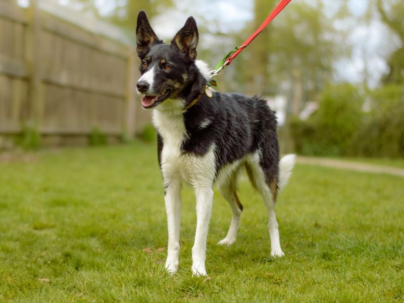 Lottie for sale in Kenilworth, Warks