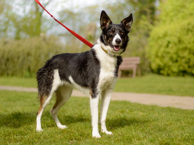 Lottie for sale in Kenilworth, Warks | Image 3
