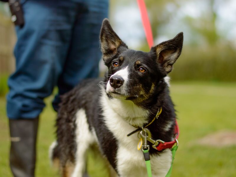 Lottie for sale in Kenilworth, Warks | Image 4