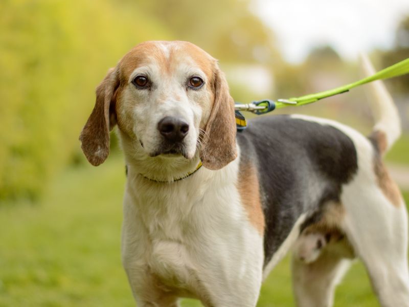 Ralph | Foxhound | Kenilworth (West Midlands) - 1