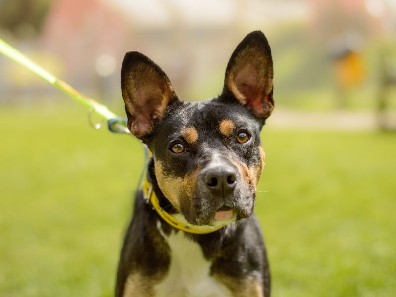 Staffordshire Bull Terrier for adoption in Kenilworth, Warwickshire – 1 year old - Image 3 of 3