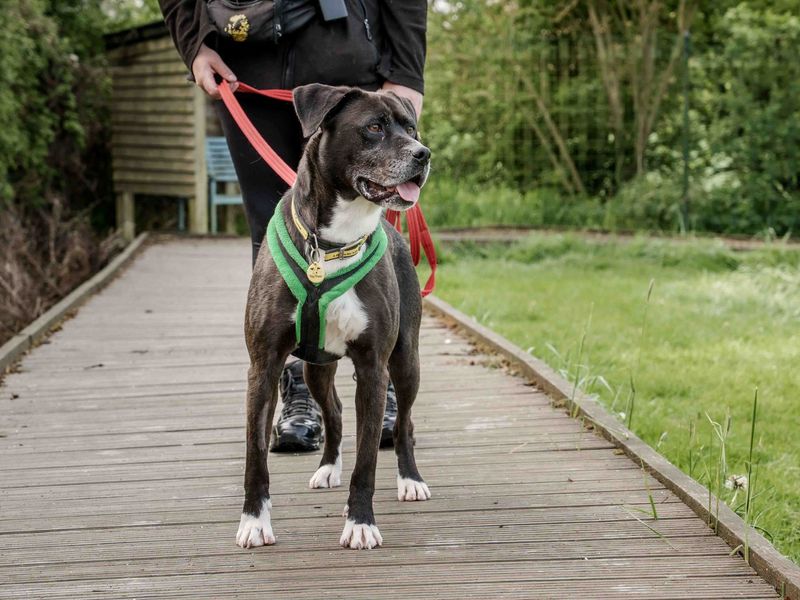 Dakota | Terrier (Staffordshire Bull) Cross | Loughborough - 1