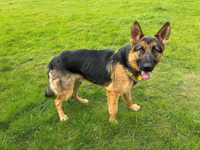 Skipper for sale in Wymeswold, Leicestershire