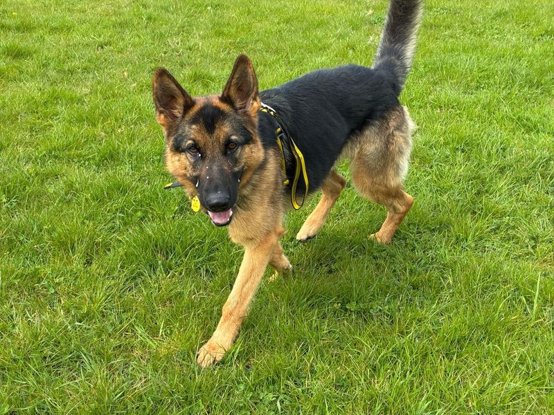 German Shepherd for adoption in Wymeswold, Leicestershire – 2 years old - Image 2 of 2