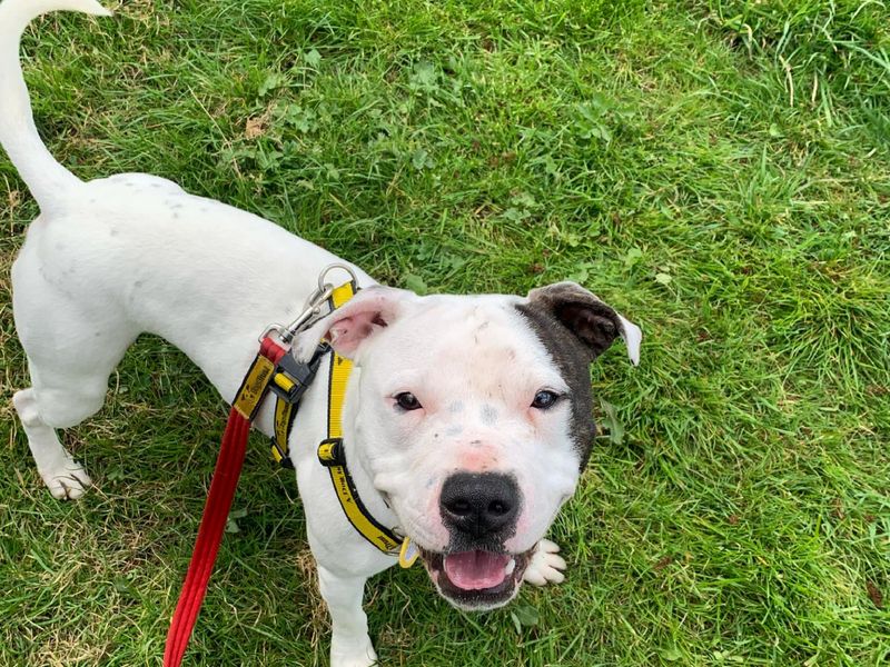 Staffordshire Bull Terrier for adoption in Wymeswold, Leicestershire – 1 year old