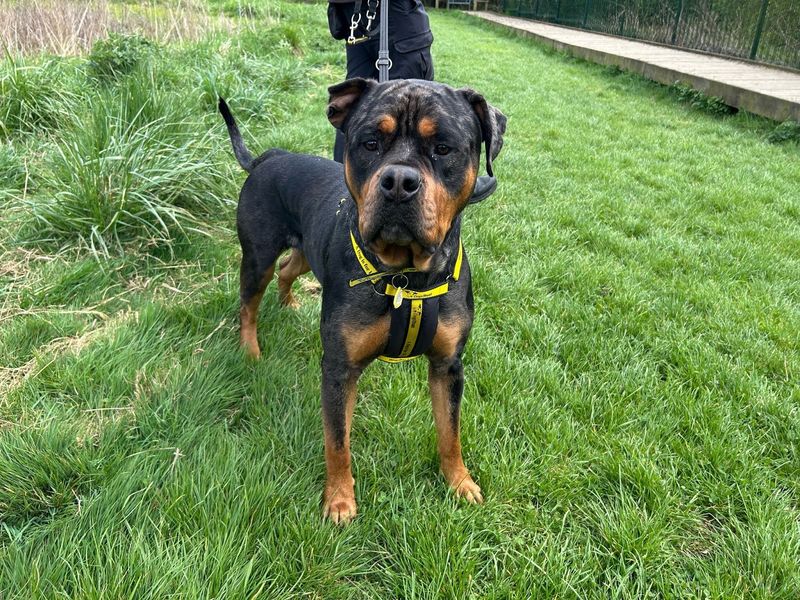 Bruno for sale in Wymeswold, Leicestershire | Image 2