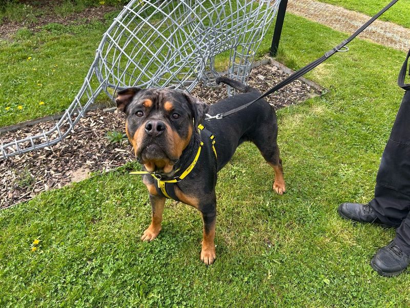 Bruno for sale in Wymeswold, Leicestershire | Image 3