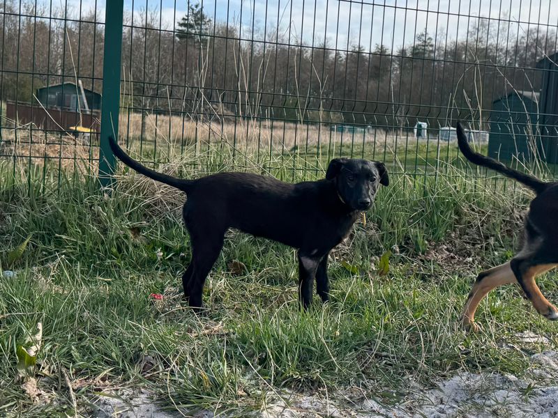 Border Collie for adoption in West Calder, West Lothian – 7 months old - Image 5 of 5