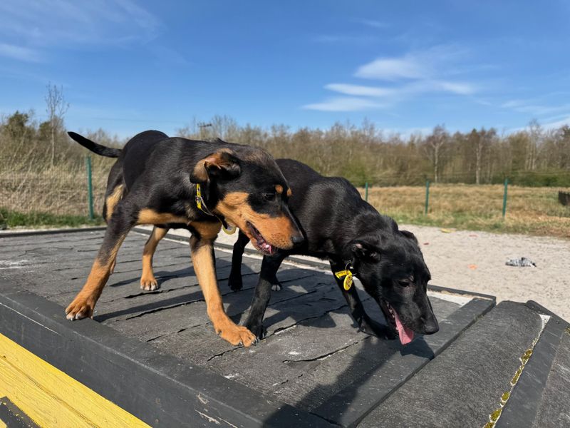 Sadie for sale in West Calder, West Lothian