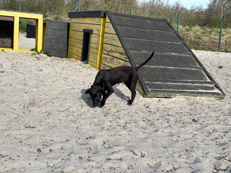 Border Collie for adoption in West Calder, West Lothian – 7 months old - Image 3 of 5