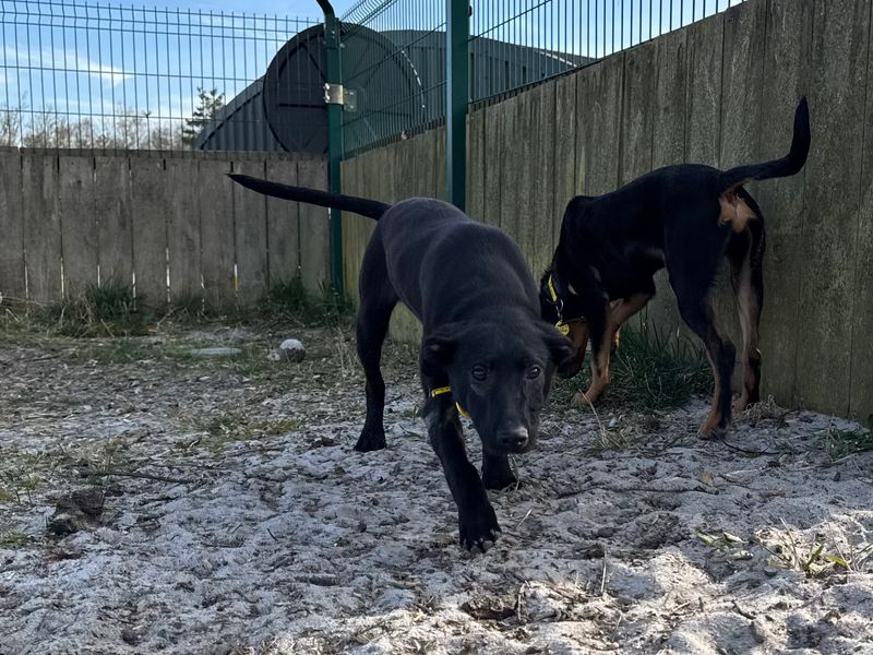 Border Collie for adoption in West Calder, West Lothian – 7 months old - Image 2 of 5