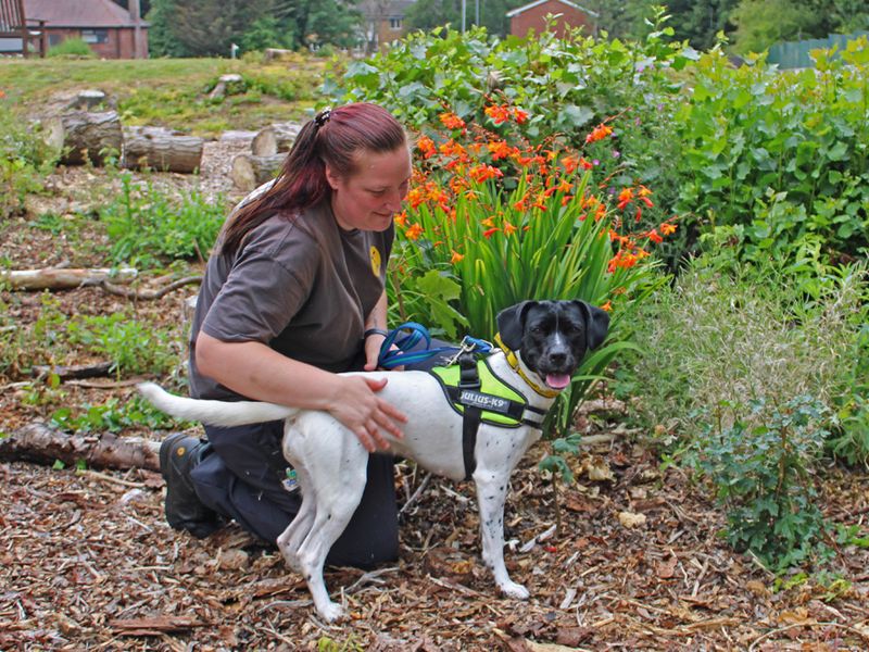 Staffordshire Bull Terrier for adoption in Liverpool, Merseyside – 1 year old