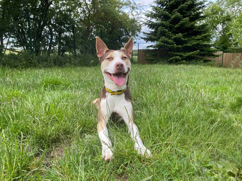 Staffie Dogs And Puppies For Adoption