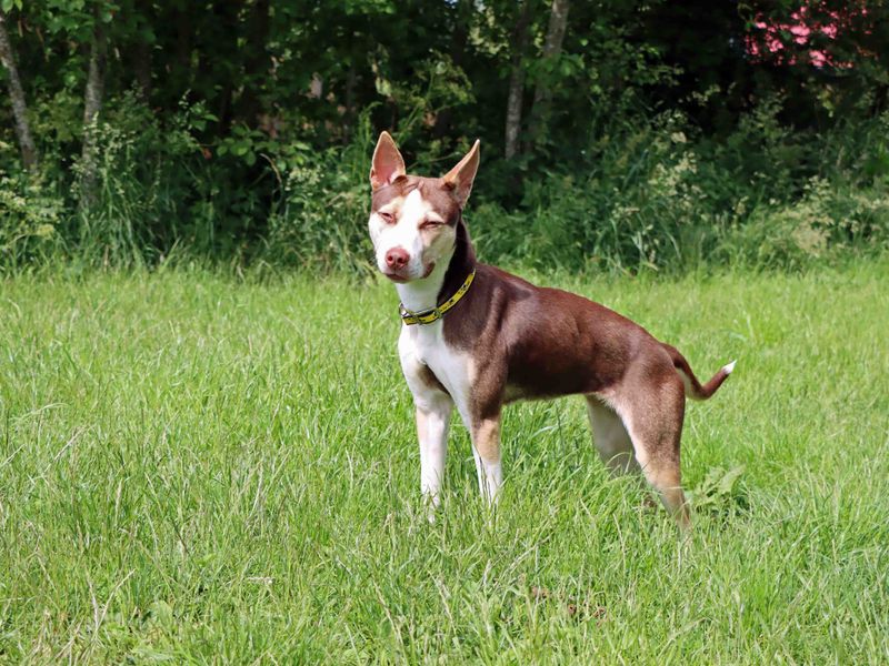 Staffordshire Bull Terrier for adoption in Sadberge, Co Durham – 1 year old - Image 3 of 3