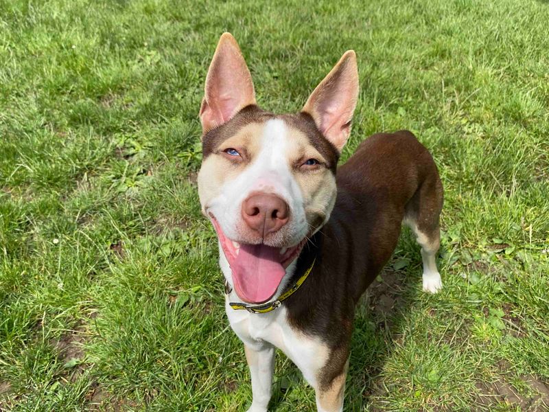Staffordshire Bull Terrier for adoption in Sadberge, Co Durham – 1 year old - Image 2 of 3