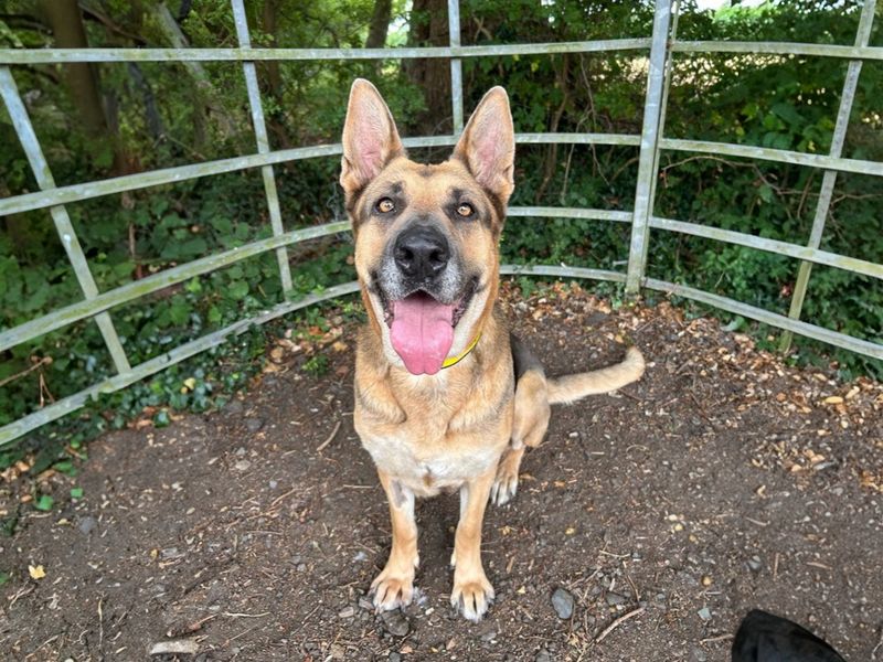 Heidi | German Shepherd Dog | Basildon (Essex) - 1